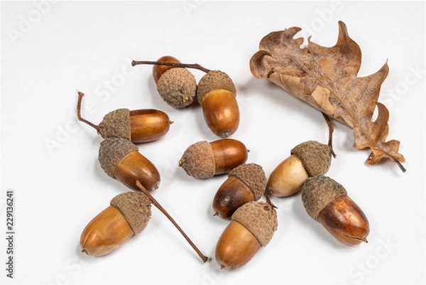 Fototapeta some acorns on a white table