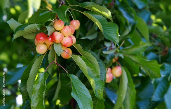 Obraz Rainier Cherries