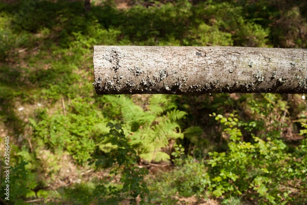 Fototapeta trunk cut