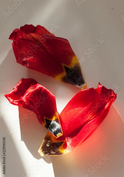 Fototapeta 3 tulip leafs