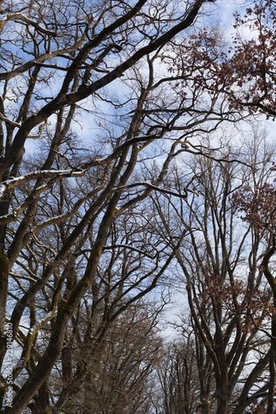 Fototapeta trees under a cloudy sky