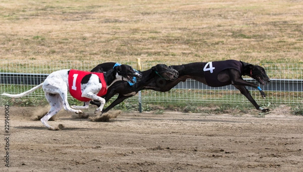 Obraz Greyhound racing
