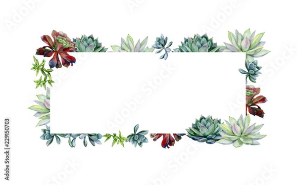 Obraz Watercolor hand painted banner with green succulents. Echeveria illustration, botanical painting of dudleya and zwartkop. Sempervivum art for invitation, wedding or greeting cards.