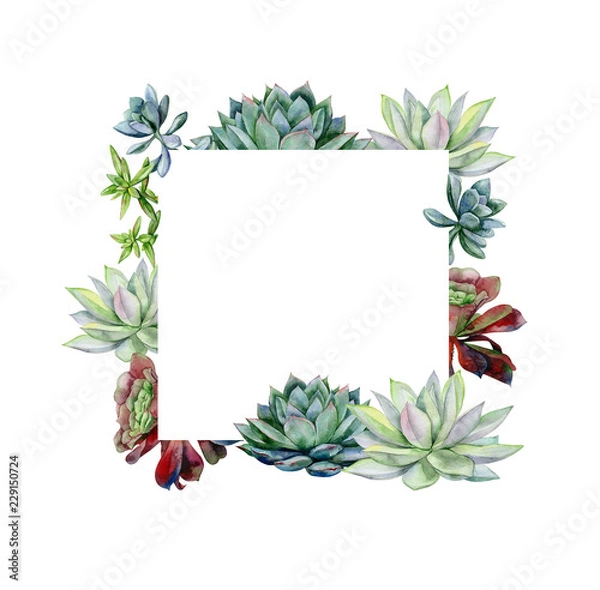 Obraz Ręcznie malowany baner z zielonymi sukulentami. Ilustracja Echeveria, malarstwo botaniczne dudleya i zwartkop. Sztuka Sempervivum na zaproszenie, ślub lub kartki okolicznościowe.