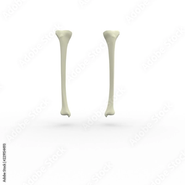 Obraz 3d illustration of human body skeletal tibia