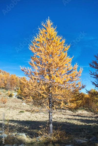 Obraz The larix tree in the Alps