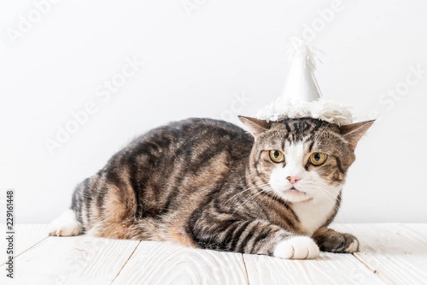 Fototapeta cat with party hat