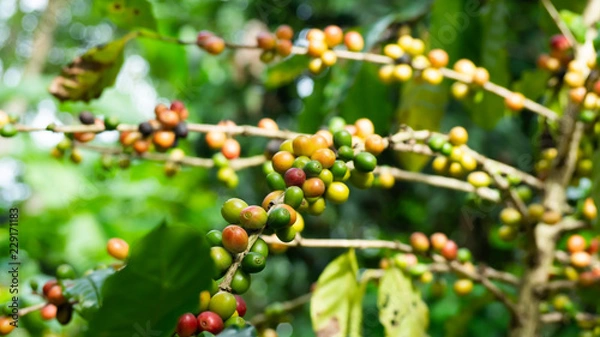 Fototapeta The tree Arabica coffee  its result of it is called cherries they are starting to ripen so there are colors red yellow green mingle on a branch and green leaves look natural to look beautiful.