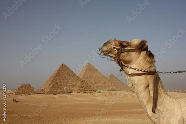 Obraz Camello en Pirámides