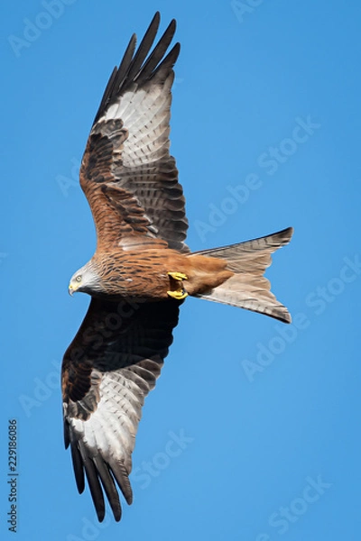 Obraz Red Kite