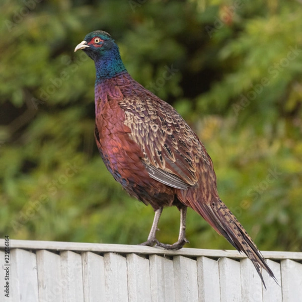 Obraz Pheasant fence