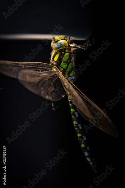 Obraz Drangonfly light