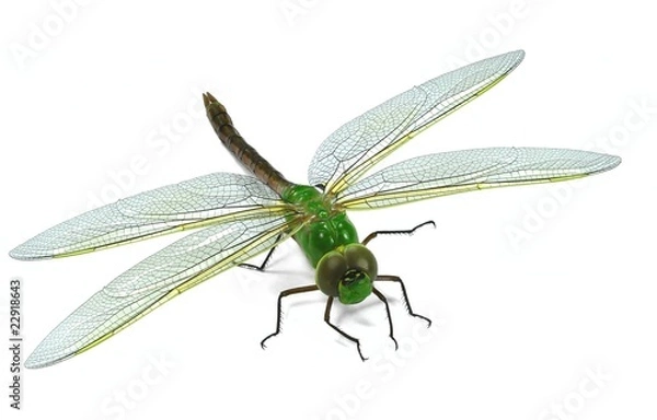 Obraz Großlibelle