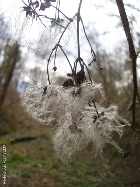 Fototapeta trees and water