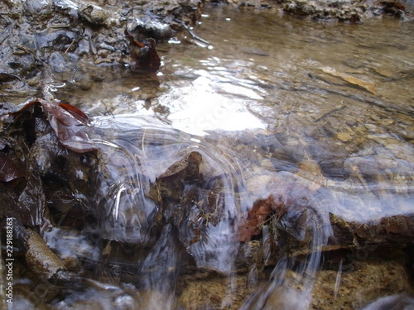 Fototapeta trees and water