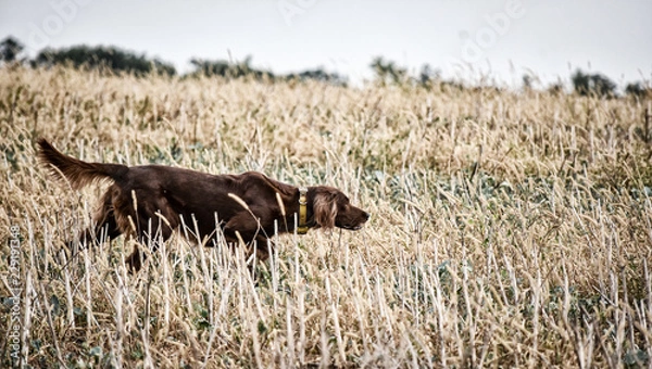 Fototapeta Red irish setter dog in field. Point a bird.