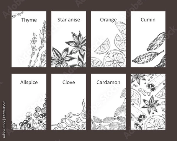 Fototapeta Set of cards with spices. Hand-drawn thyme, anise, cumin, allspice, cardamom, cinnamon, cloves, orange. Vector illustration. Isolated.