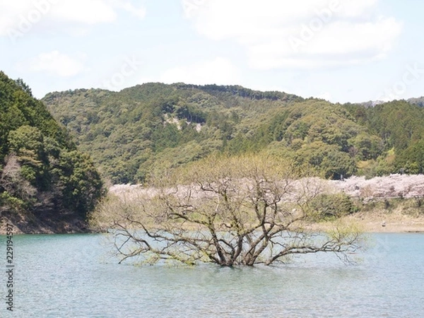 Obraz 七川ダムの桜