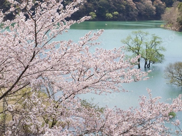 Obraz 七川ダムの桜
