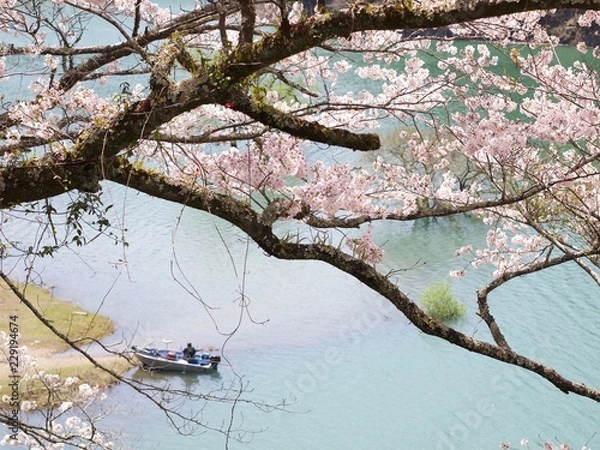 Obraz 七川ダムの桜