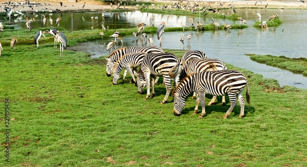 Fototapeta The zebra is eating the grass and pelicans fish at the well, Represents ecological coexistence.