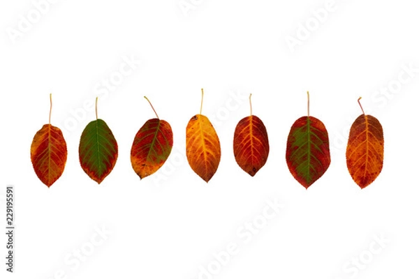 Fototapeta Bunter Blätter in einer Reihe freigestellt auf Weiß - farbenfrohes Herbstlaub der Felsenbirne