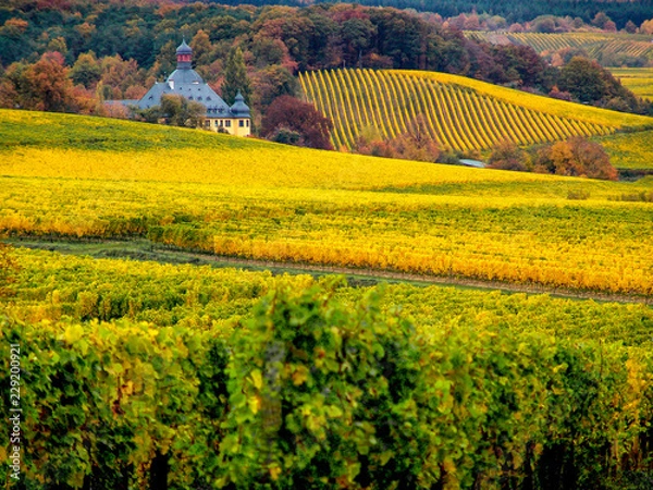 Obraz Weinland Rheingau