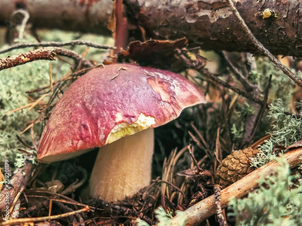 Fototapeta Penny bun mushroom (Boletus edulis) growing in the forest against a background reindeer moss