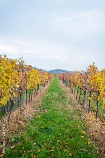 Fototapeta Autumn vineyards in Pezinok. Not far from Bratislava. Slovakia.