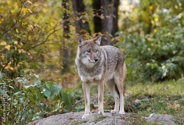 Obraz coyote in nature during fall