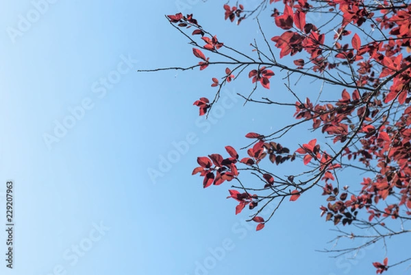 Fototapeta branch of a tree