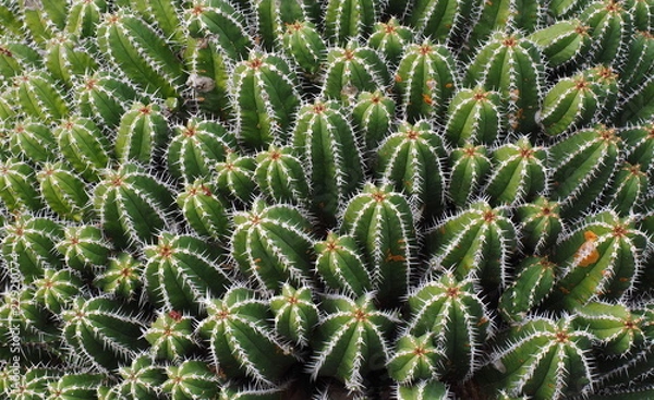Fototapeta cactus that could be used as a background
