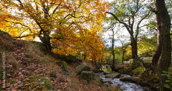 Obraz Padley Gorge in autumn, beautiful colours of the Peak District