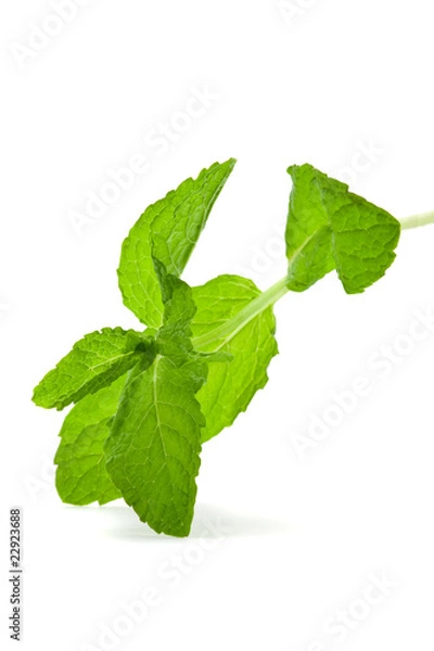 Obraz Mint leaves
