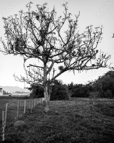 Fototapeta tree in the park