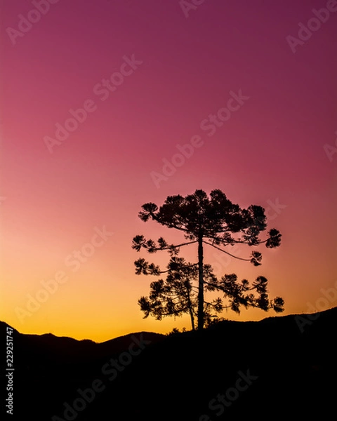 Fototapeta tree in sunset