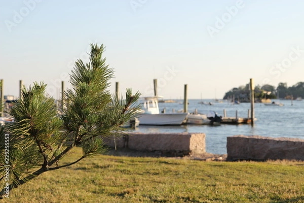 Obraz harbor pine treet 