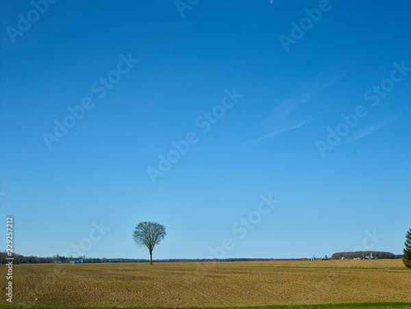 Obraz Tree in field 009