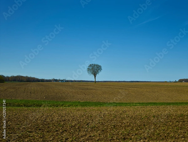 Obraz Tree in field 014