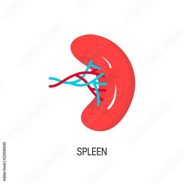 Fototapeta Spleen vector illustration