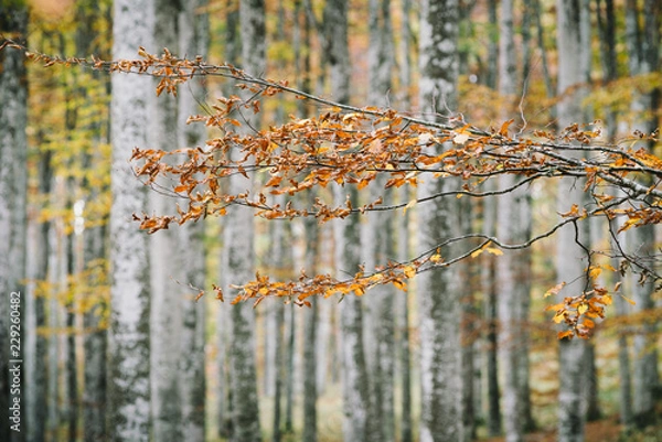 Fototapeta Beech forest in autumn