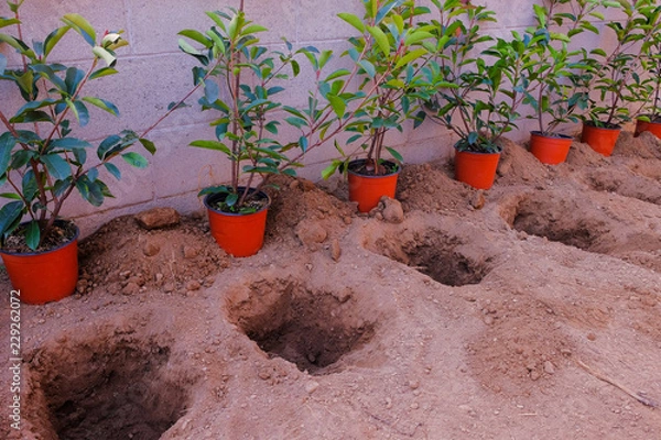 Obraz A row of Photinia Red Robin sprigs is ready to be planted in the ground