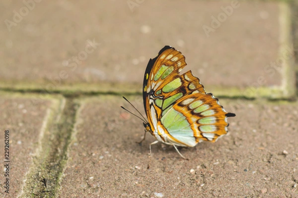 Obraz butterfly