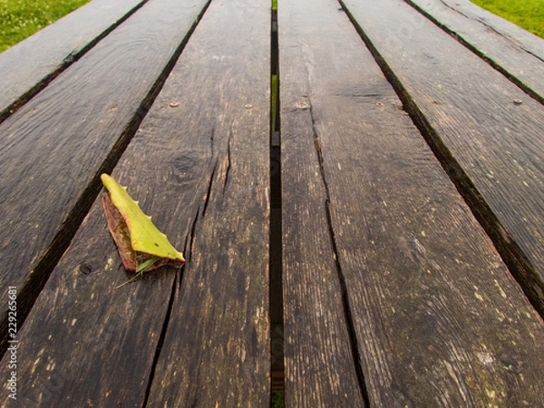 Obraz leaf on picnic table