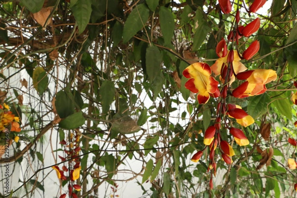 Fototapeta Peacock beatiful natural 