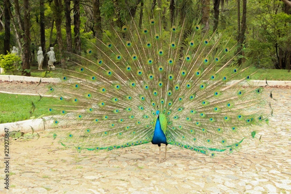 Fototapeta Peacock beatiful natural 
