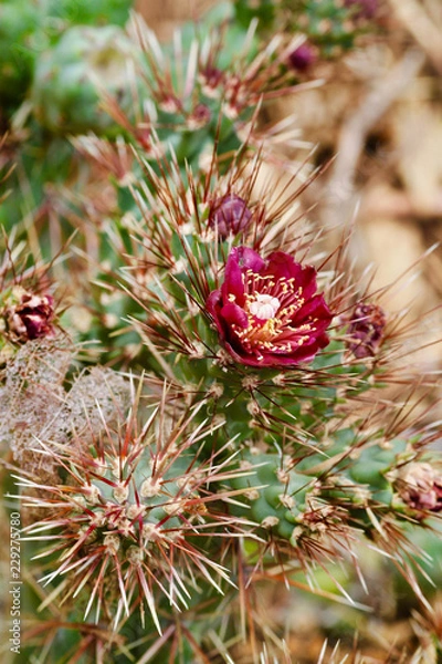 Obraz Cactus in Bloom