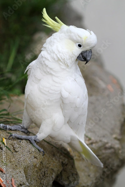 Obraz White Cockatoo