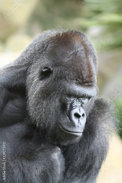 Fototapeta Gorilla