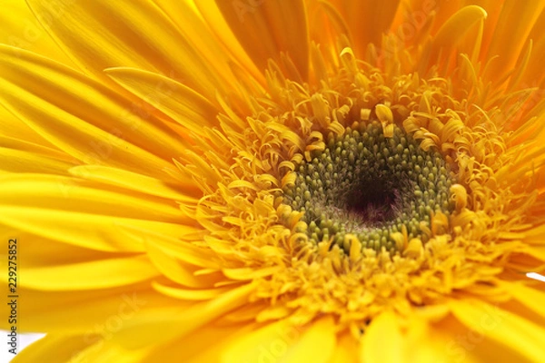 Fototapeta Yellow Daisy